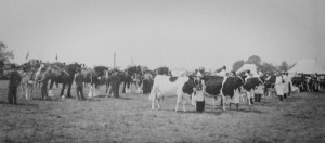 AOS P 1831 horses and cattle at deeping show, 1950s
