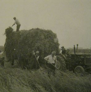 AOS P 2807 pea farming in south lincs 57