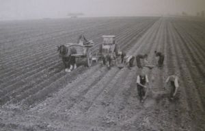 AOS P 2808 potato setting in south holland 1950s
