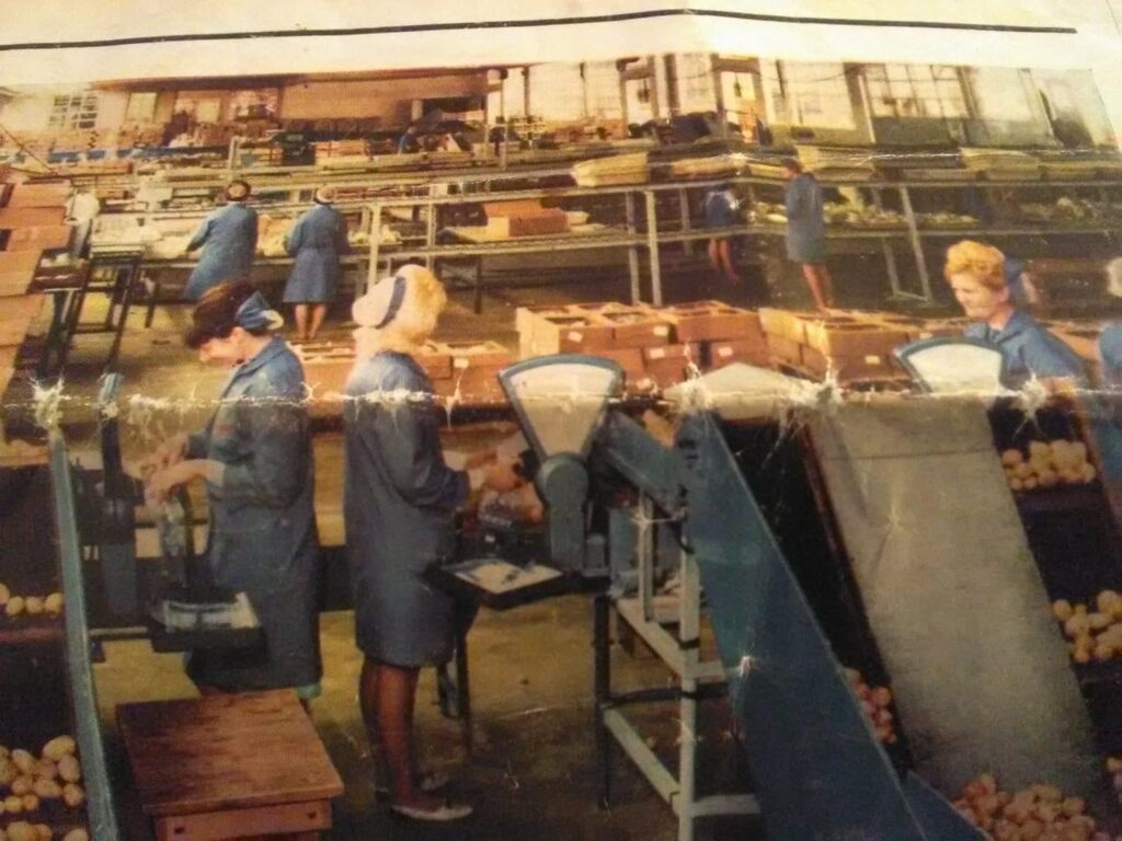 Geest potatoe packing